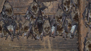 V kraji proběhlo sčítání netopýru v koloniích
