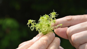 U Chvojnova na Jihlavsku je 70 druhů mechu na pár hektarech