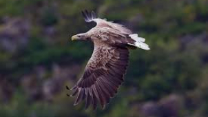 Na Vysočině letos hnízdili orli mořští
