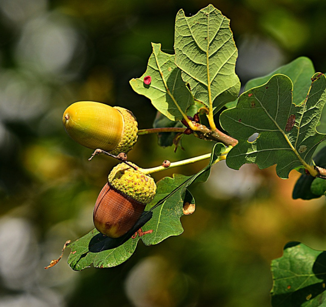 Hlasujte pro dva krasavce z Vysočiny v anketě Strom roku
