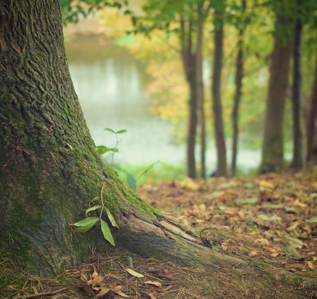 Vysočinu stále trápí dlouhodobé sucho