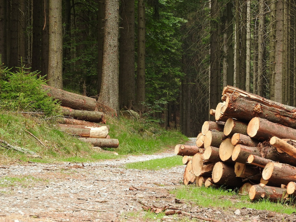 V září přibude další grant na podporu hospodaření v lesích
